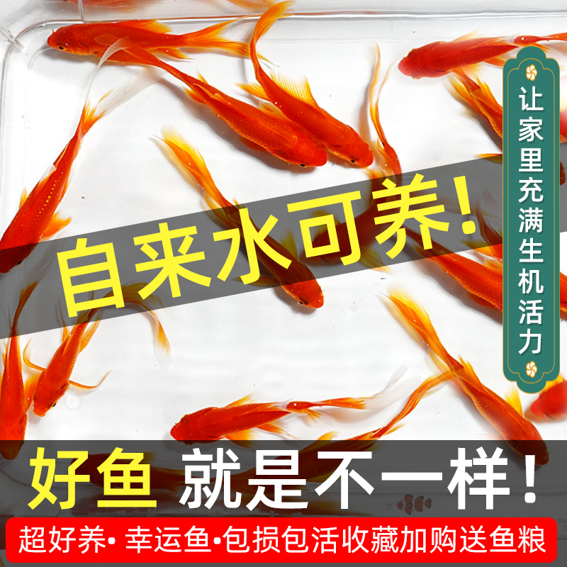 不用打氧的金鱼好养耐活草金鱼淡水冷水观赏鱼自来水活鱼锦鲤鱼苗 - 图3