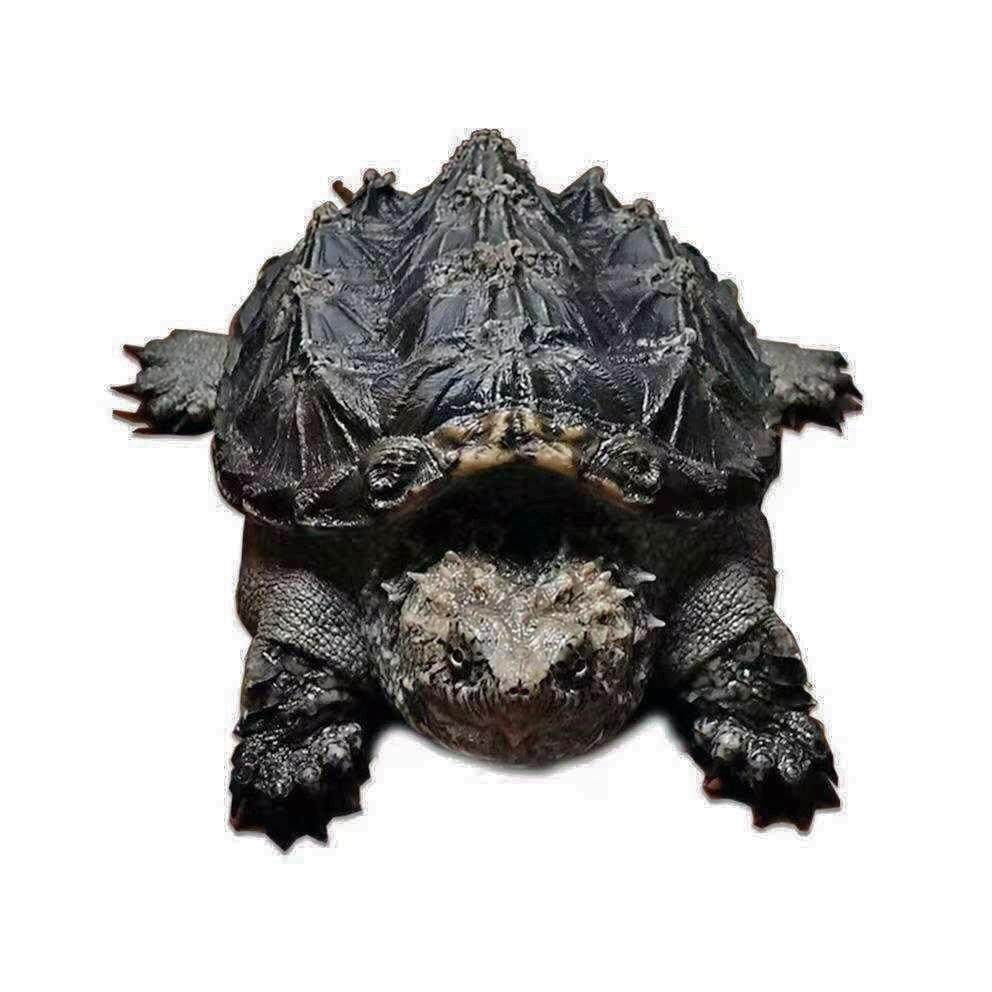 【顺丰】外池冷水养殖杂佛精品小鳄龟 活物精品杂佛鳄龟宿舍宠物,淘宝优惠券,粉丝福利购,淘宝优惠卷