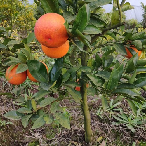 四川成都血橙树苗塔罗科玫瑰血橙子苗盆栽地载南北方种植当年结果 - 图0