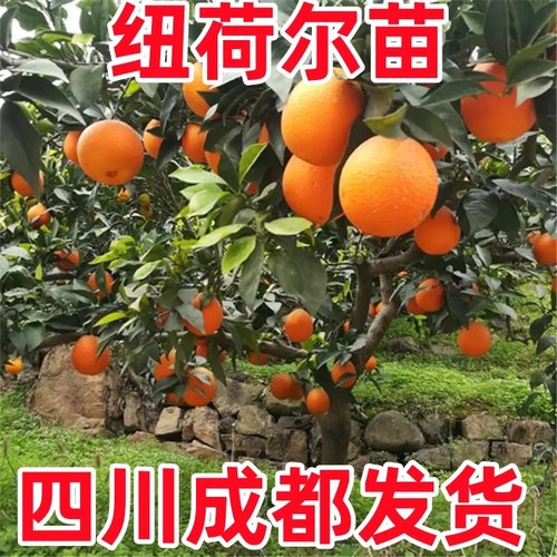 纽荷尔脐橙苗脐橙苗嫁接橙子树苗当年结果南方北方种植果树果苗 - 图0