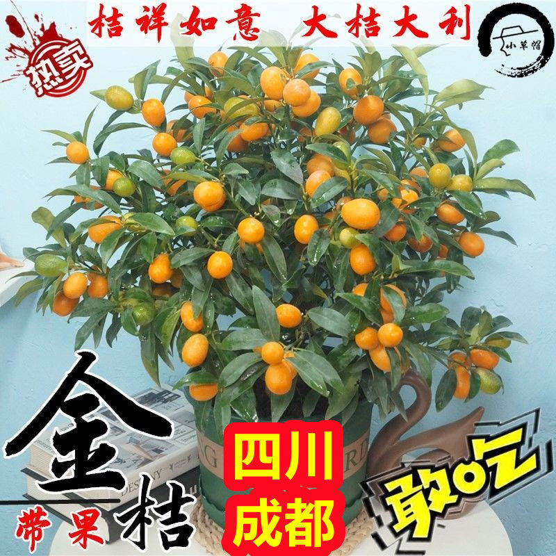 四川成都金桔树苗盆栽带果四季脆蜜金桔食用盆景脆皮金桔树果树苗,淘宝优惠券,粉丝福利购,淘宝优惠卷