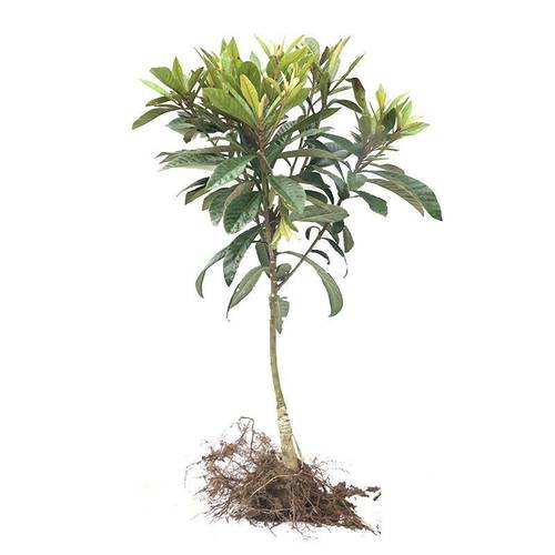 四川无核枇杷苗大五星无核砂糖枇杷苗嫁接苗盆地栽特大南北方种植 - 图3