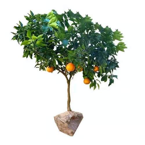 纽荷尔脐橙苗脐橙苗嫁接橙子树苗当年结果南方北方种植果树果苗 - 图3