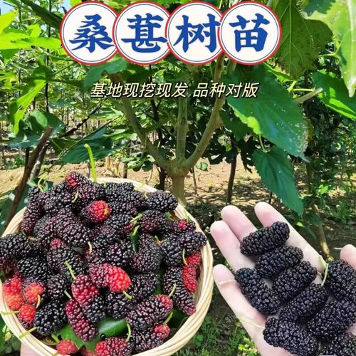 四川长果桑葚树苗果树果苗地盆栽南北方种植大叶黑桑树苗桑葚树苗 - 图3