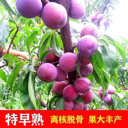 五月脆李子苗嫁接苗特早熟李子苗脱骨李树苗南北方种植盆地栽果苗 - 图0