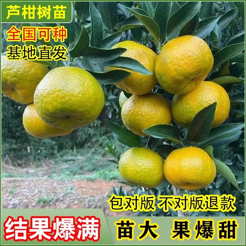 晚熟椪柑苗芦柑树苗 岩溪晚芦 芦柑苗南北方种植盆栽地栽当年结果,淘宝优惠券,粉丝福利购,淘宝优惠卷