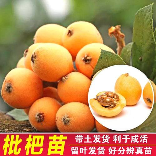 四川无核枇杷苗大五星无核砂糖枇杷苗嫁接苗盆地栽特大南北方种植 - 图0