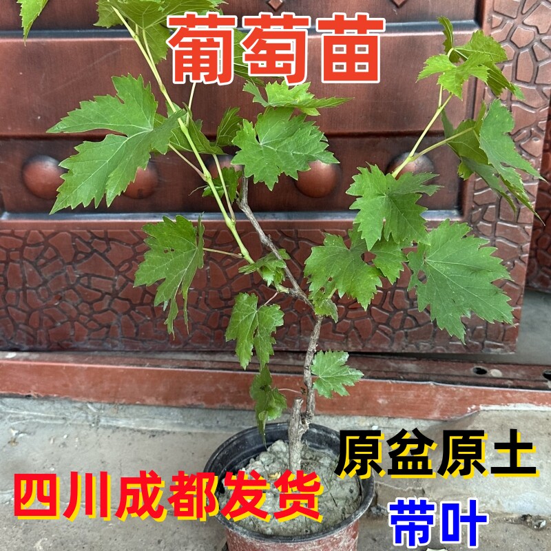 带盆发货】龙泉葡萄树苖巨峰阳光玫瑰葡苗盆栽地栽南北方庭院种植,淘宝优惠券,粉丝福利购,淘宝优惠卷