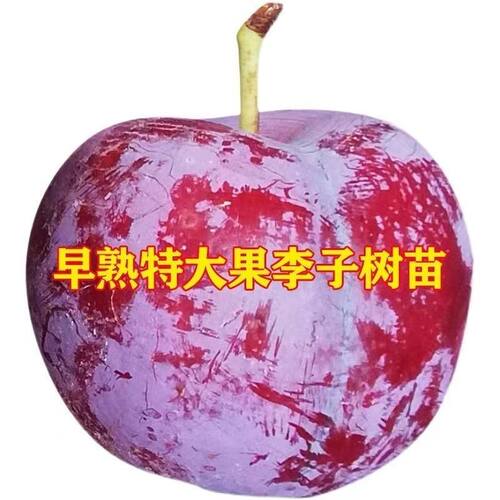 五月脆李子苗嫁接苗特早熟李子苗脱骨李树苗南北方种植盆地栽果苗 - 图3