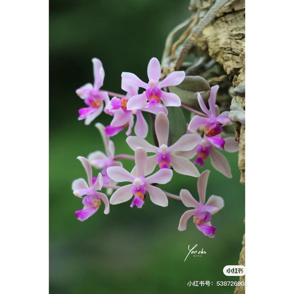 华西蝴蝶兰葡萄香味2苗起卖 - 图1