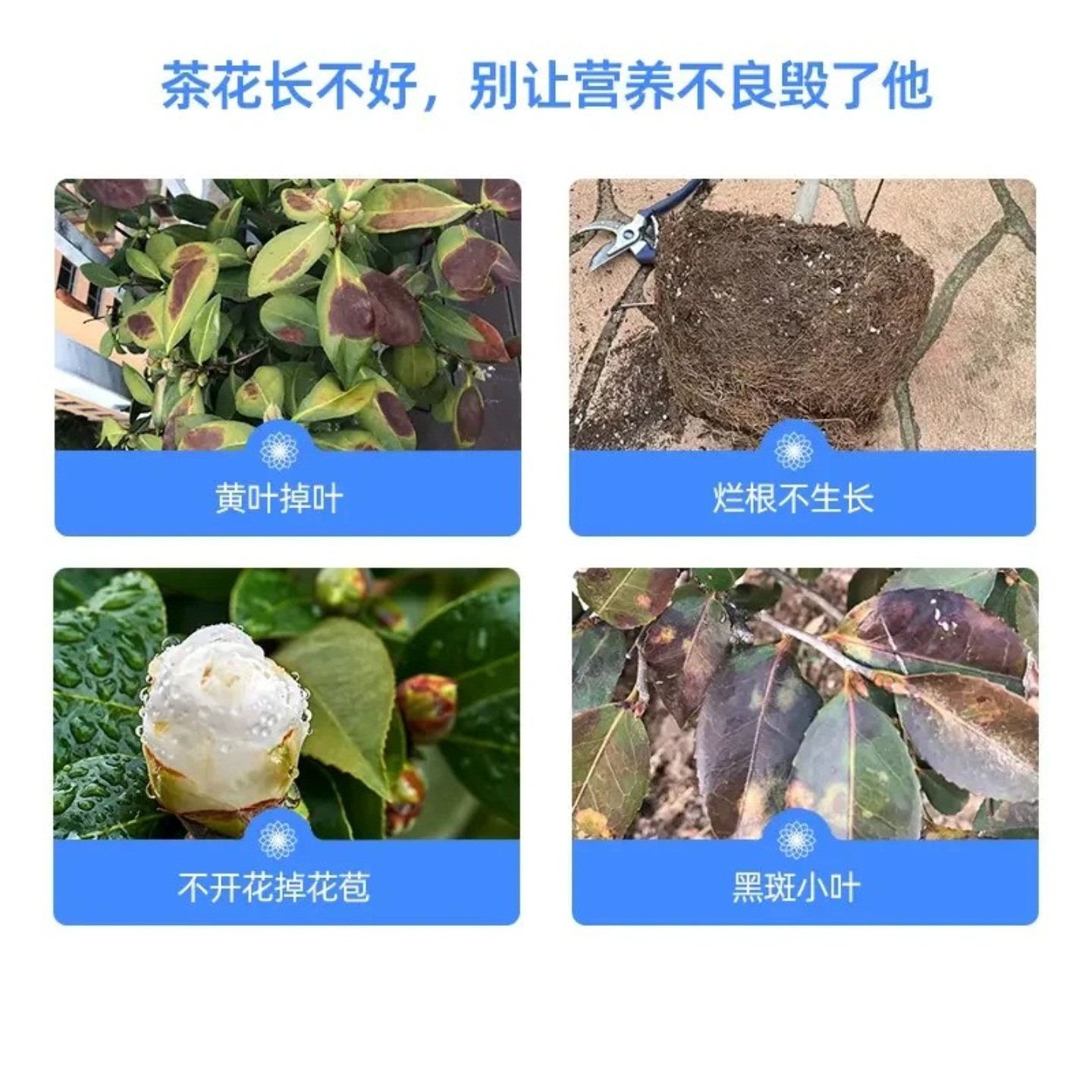 家庭园艺养花适用的茶花营养液水溶肥生长配方植株健壮促进开花,淘宝优惠券,粉丝福利购,淘宝优惠卷