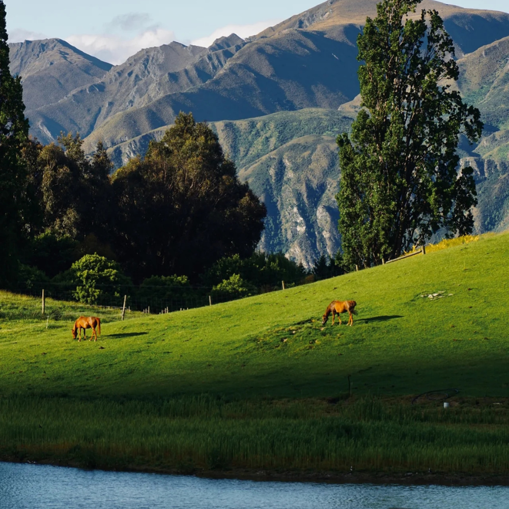 羚羊部落【8人精品团，民宿版】新西兰南岛6天5晚多日游,淘宝优惠券,粉丝福利购,淘宝优惠卷