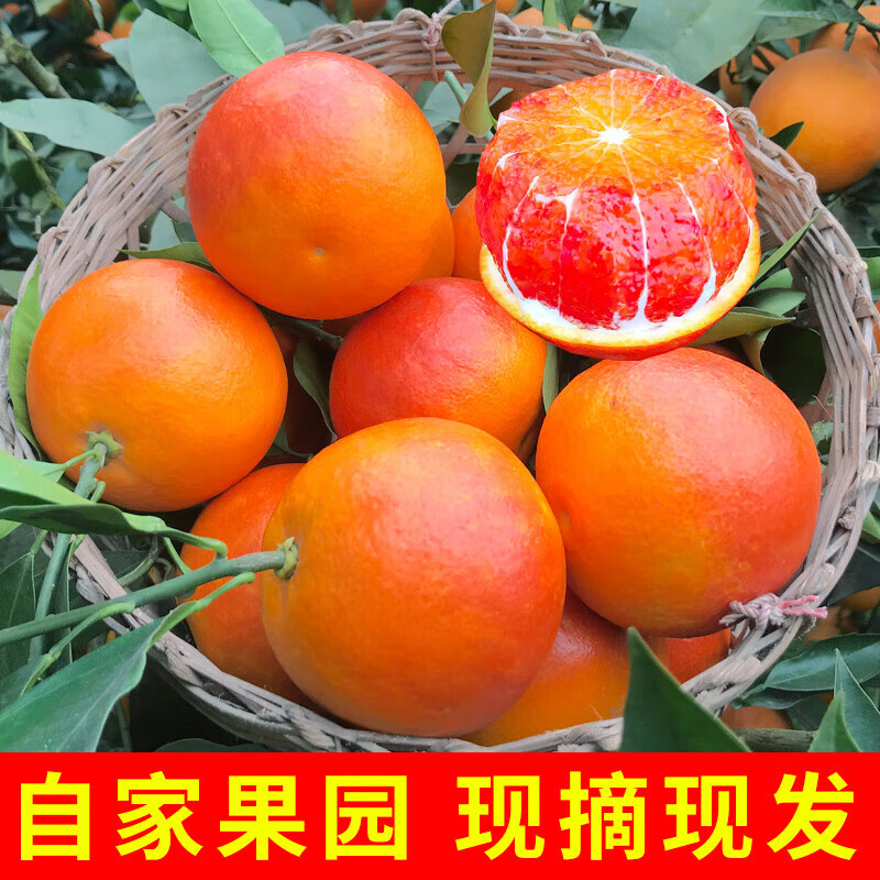 现摘塔罗科血橙9斤新鲜水果四川当季红甜橙手剥雪橙资中整箱包邮