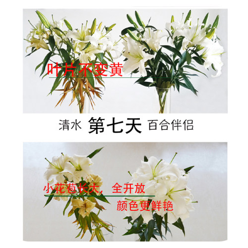 可利鲜百合营养粉荷兰鲜花保鲜剂百合伴侣百合桶水养剑兰百合专用 - 图3