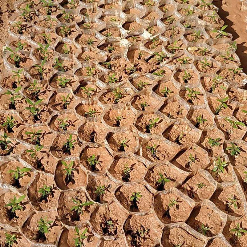 营养钵蜂窝状育苗纸杯快速装土育苗盘穴盘蜂巢营养纸袋可降解纸册,淘宝优惠券,粉丝福利购,淘宝优惠卷