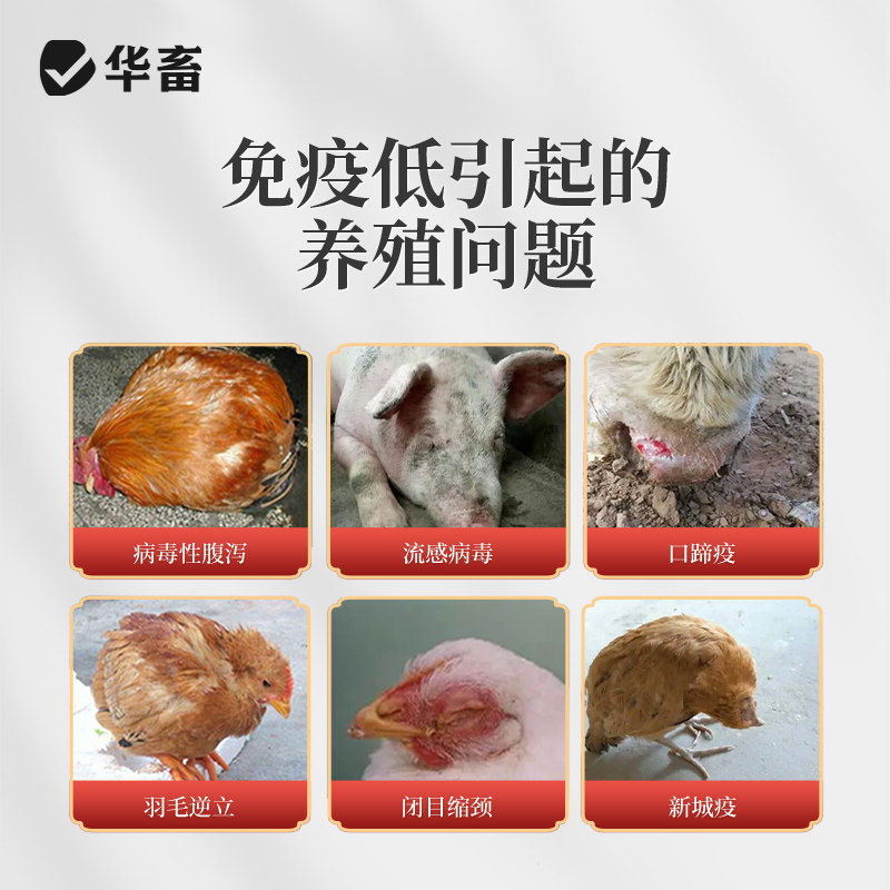 华畜黄芪多糖兽用黄芪颗粒提取物可溶性粉猪牛羊鸡鸭鹅饲料添加剂,淘宝优惠券,粉丝福利购,淘宝优惠卷
