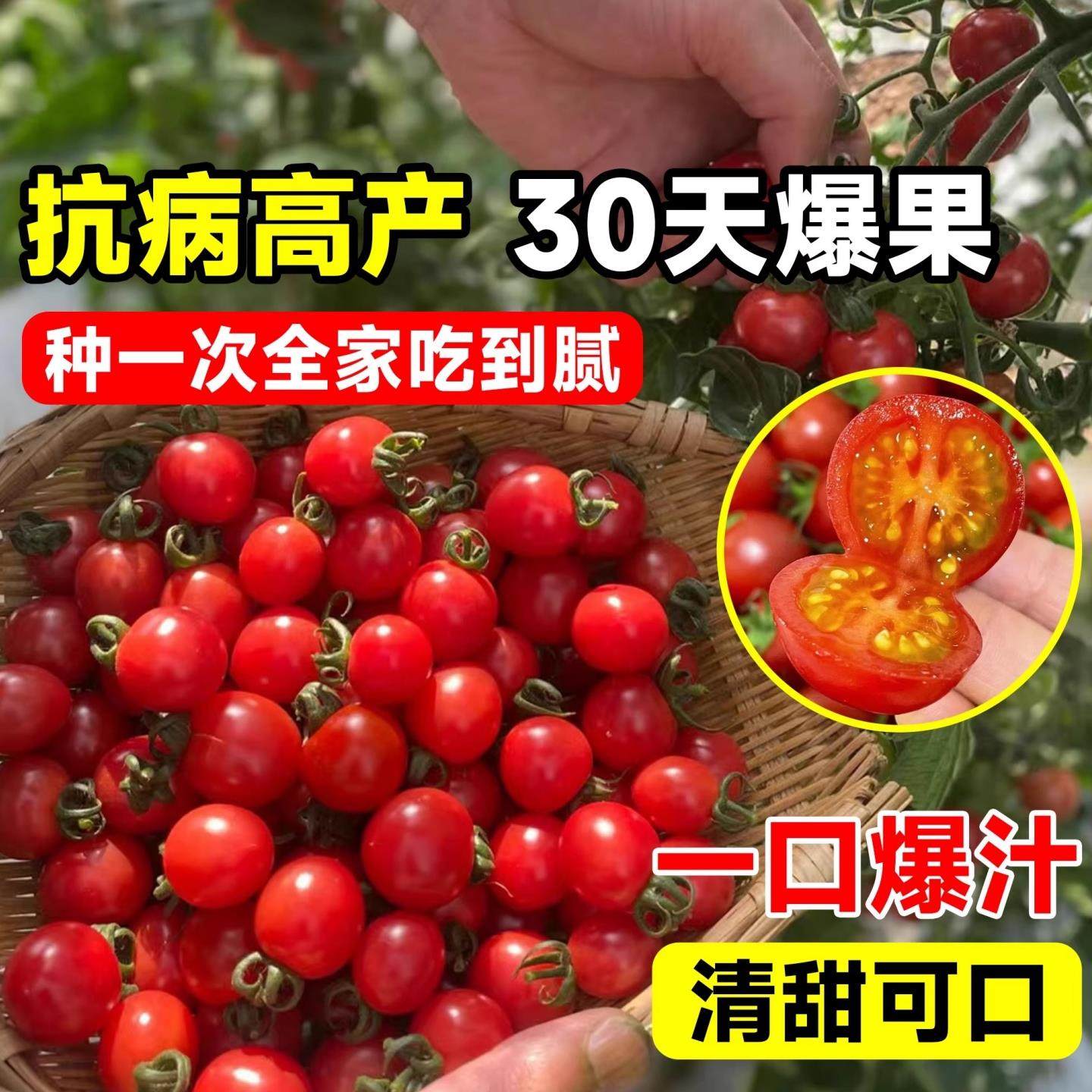 瀑布小番茄苗千禧圣女果苗秧盆栽水果矮生老品种蔬菜种子籽蕃阳台,淘宝优惠券,粉丝福利购,淘宝优惠卷