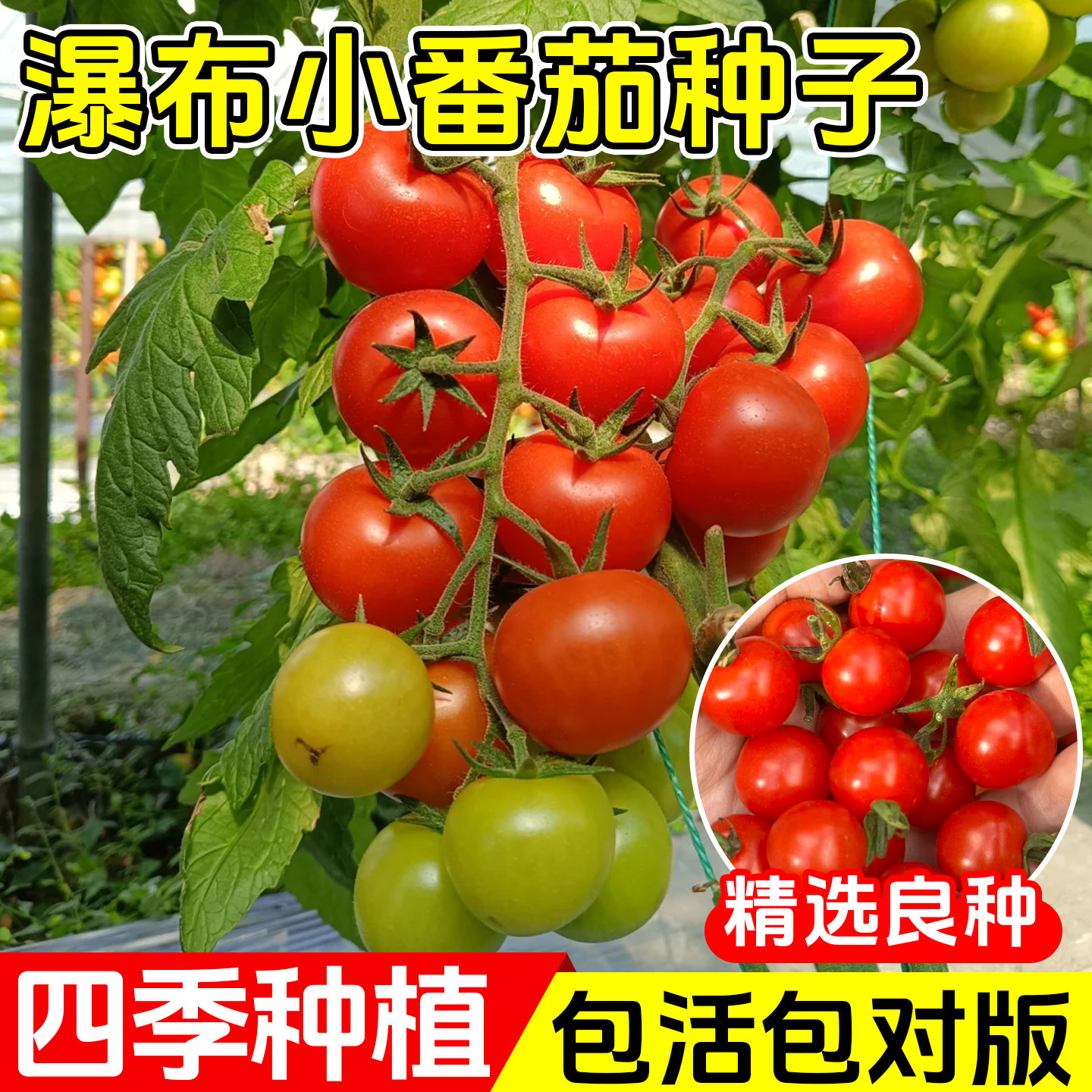 瀑布小番茄苗千禧圣女果苗秧盆栽水果矮生老品种蔬菜种子籽蕃阳台,淘宝优惠券,粉丝福利购,淘宝优惠卷