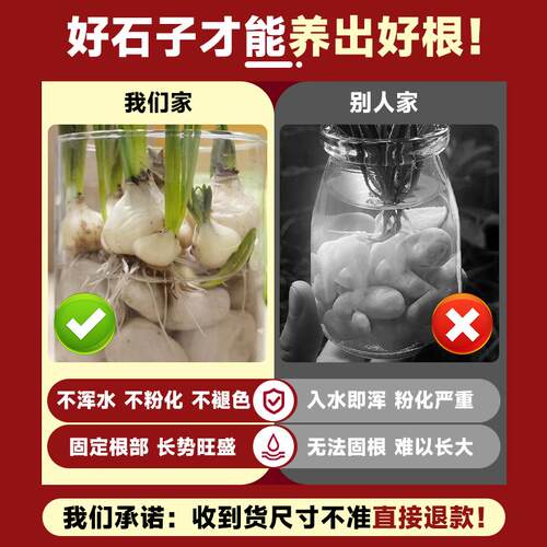 水培石子颗粒白色天然鹅卵石雨花白色小石头造景陶瓷盆郁金香水仙 - 图3