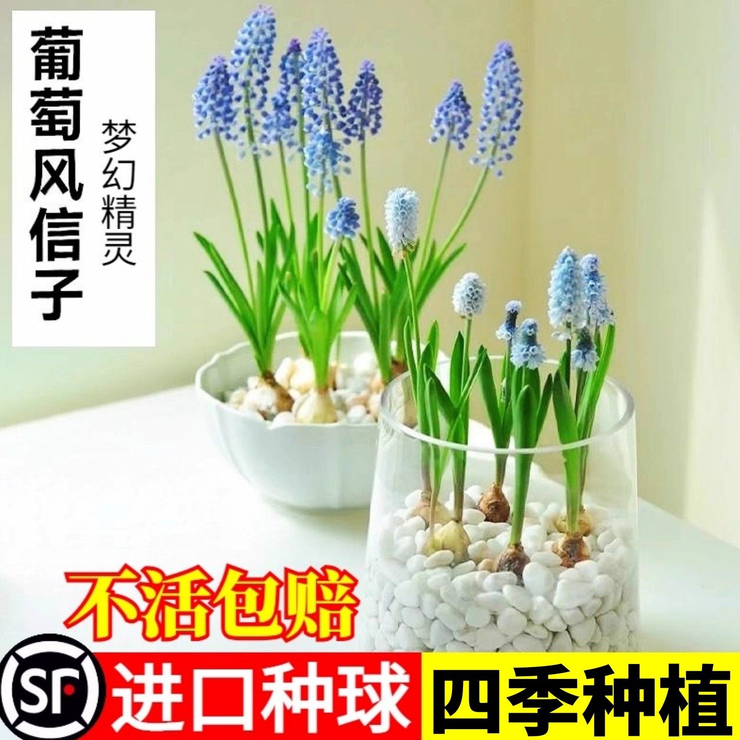 5颗水培葡萄风信子方玻璃瓶套装种球根耐寒植物秋冬花卉水养百合,淘宝优惠券,粉丝福利购,淘宝优惠卷