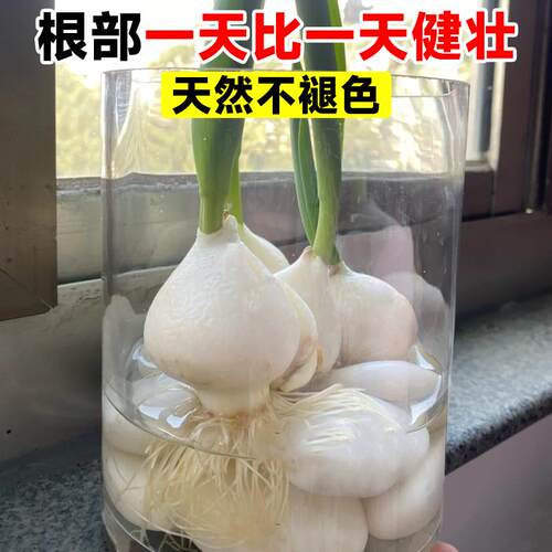 水培石子颗粒白色天然鹅卵石雨花白色小石头造景陶瓷盆郁金香水仙 - 图2