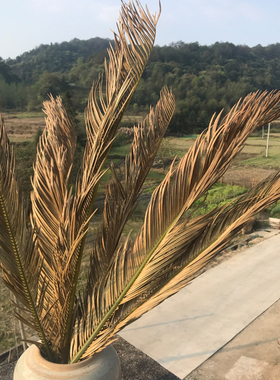 铁树叶干花 10支枯叶子 铁树枯叶婚庆装饰造景布置拍摄道具摆包邮