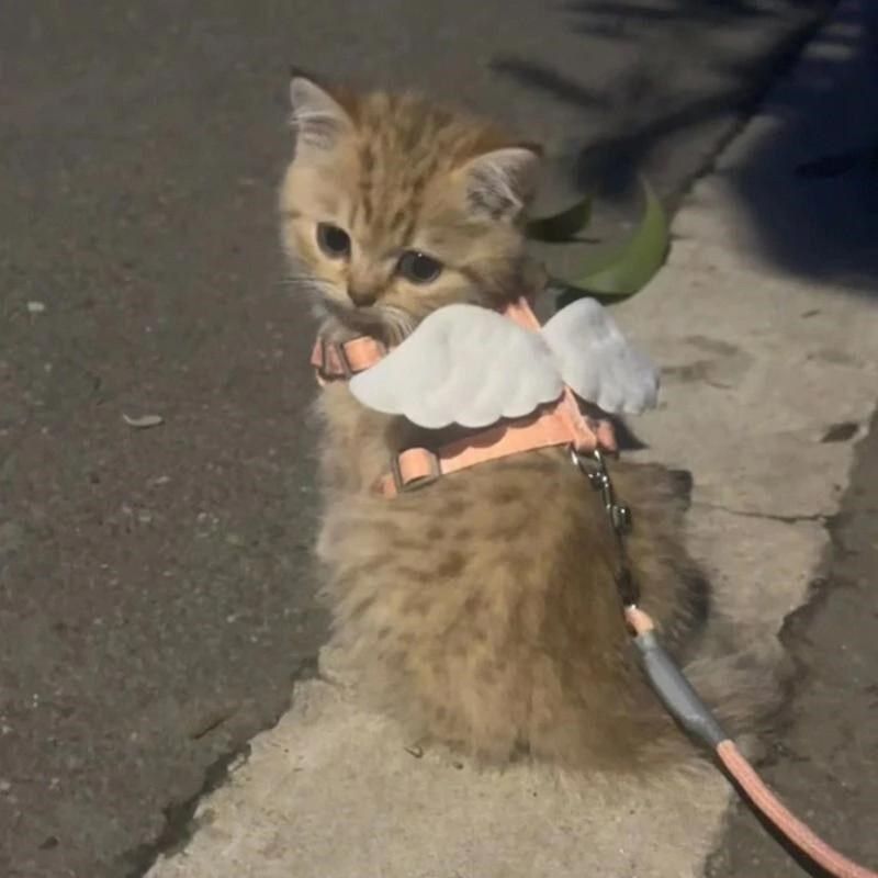 猫咪牵引绳防挣脱外出专用不勒脖工字型遛猫神器布偶德文宠物英短,淘宝优惠券,粉丝福利购,淘宝优惠卷