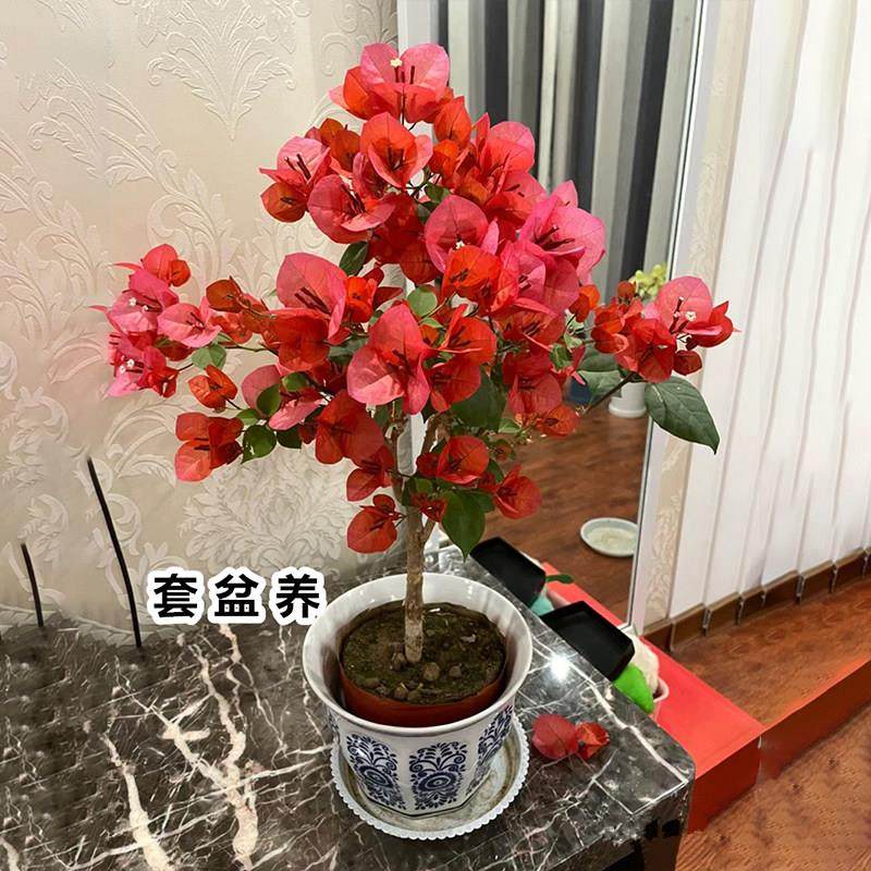 绿樱三角梅老桩盆栽带花爬藤植物重瓣四季花阳台耐热好养活绿樱,淘宝优惠券,粉丝福利购,淘宝优惠卷