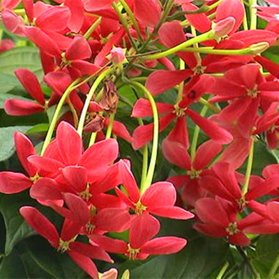 使君子花苗重瓣藤类攀爬植物室外花苗藤本花卉阳台水君子爬藤植物,淘宝优惠券,粉丝福利购,淘宝优惠卷