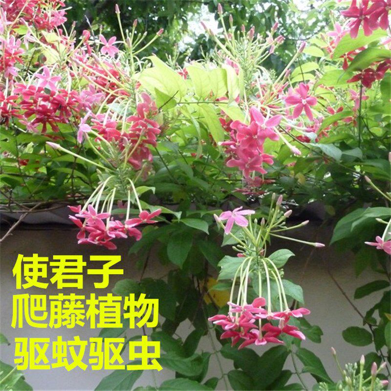 使君子花苗重瓣藤类攀爬植物室外花苗藤本花卉阳台水君子爬藤植物,淘宝优惠券,粉丝福利购,淘宝优惠卷