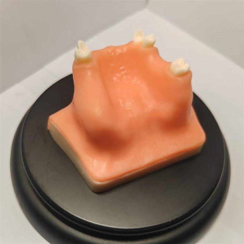牙齿模型 口腔种植模型 上颌窦提升练习牙齿模型口腔教学,淘宝优惠券,粉丝福利购,淘宝优惠卷