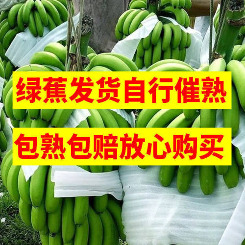 高山香蕉超甜大香蕉薄皮皇帝大香蕉新鲜宝宝自然熟绿色云南大香蕉 - 图3