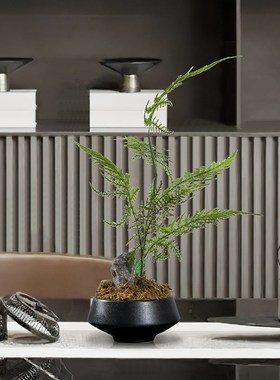 新中式文竹茶具茶道摆件禅意茶室茶桌茶台小盆栽中国风禅房装饰品