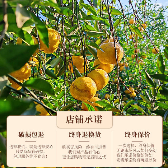 Xinhui old tangerine peel authentic 5 years 10 years 15 years 20 years tangerine peel tea orange peel old tangerine peel dried soaked in water Guangdong specialty