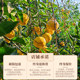 Xinhui old tangerine peel authentic 5 years 10 years 15 years 20 years tangerine peel tea orange peel old tangerine peel dried soaked in water Guangdong specialty