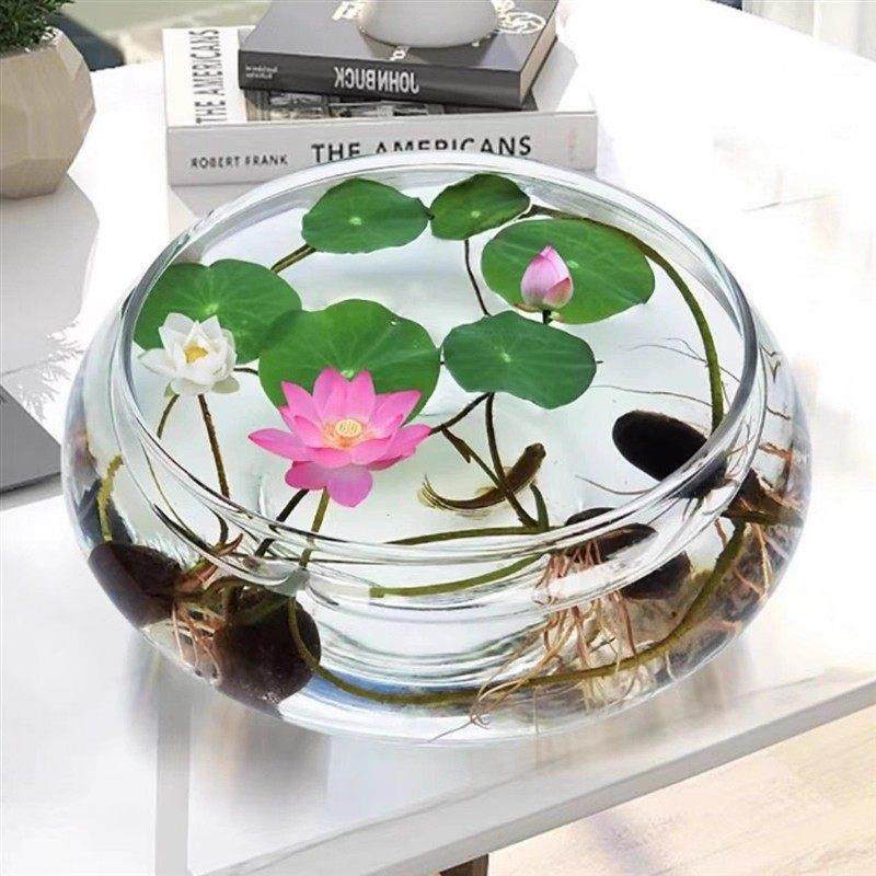 水培碗莲已开 口荷花水培植物盆栽荷花睡莲缸养盆栽植物,淘宝优惠券,粉丝福利购,淘宝优惠卷