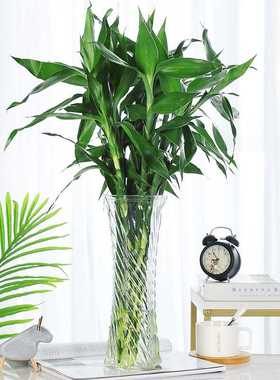 新款直销大号富贵竹玻璃花瓶客厅水养插花水培百合花瓶特大号摆件