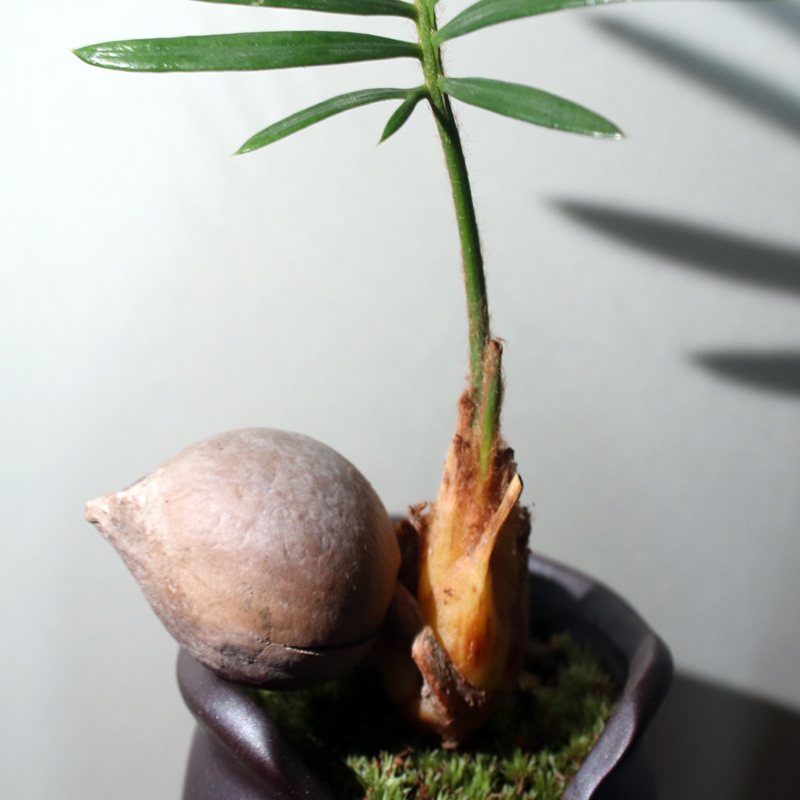 铁树宝宝盆栽苏铁办公室内好养耐寒植物客厅茶几禅意盆景桌面绿植 - 图1