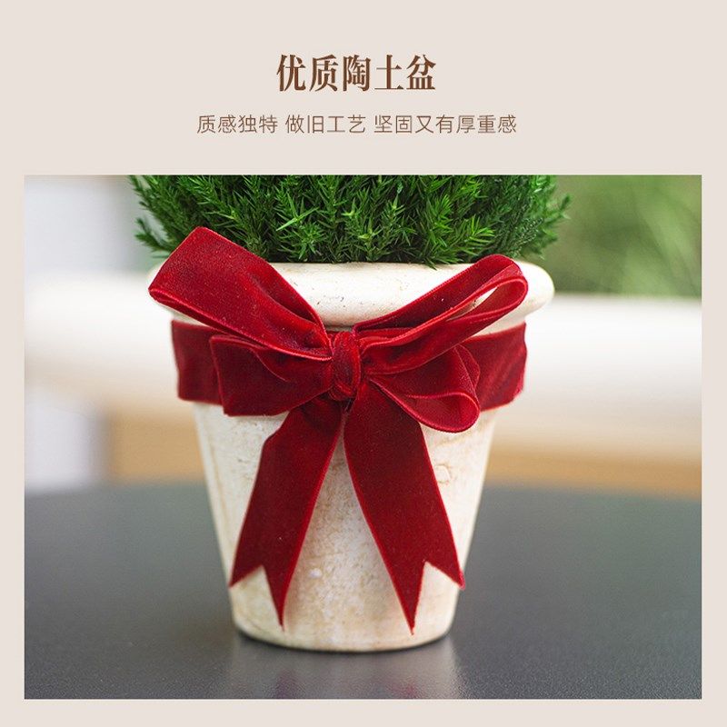 绿植小型圣诞树节礼物装饰摆件植物花卉盆栽好养客厅桌面摆设柏树,淘宝优惠券,粉丝福利购,淘宝优惠卷