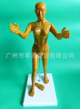 新款直销清晰刻字版 字体人体经络模型针灸穴位模型女50cm 铜色十