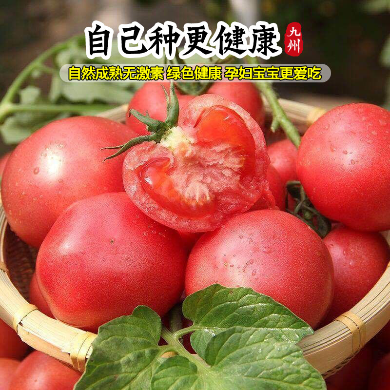 沙瓤口感大粉番茄苗秧老品种水果西红柿秧子四季播种阳台盆栽菜苗,淘宝优惠券,粉丝福利购,淘宝优惠卷