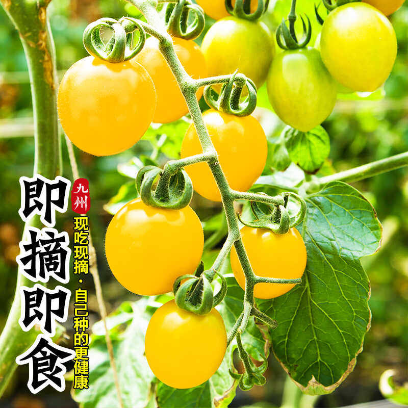脆甜黄圣女果苗秧苗千禧樱桃小番茄苗四季阳台盆栽南方种水果苗籽,淘宝优惠券,粉丝福利购,淘宝优惠卷