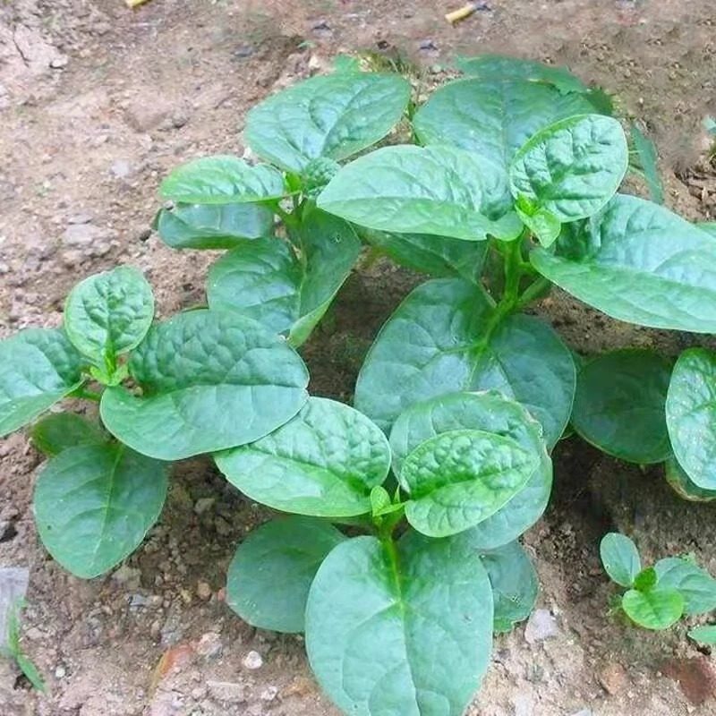 大叶木耳菜种子小青菜阳台盆栽菜种蔬菜种籽四季爬藤秧孑夏季菜苗,淘宝优惠券,粉丝福利购,淘宝优惠卷