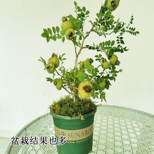 刺梨水果树果苗贵州金刺梨苗果树种植苗南北方盆栽地载庭院树苗 - 图2