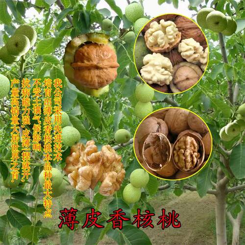 特大核桃树苗带土球嫁接果树南北方种植8518薄壳纸皮核桃当年结果 - 图1