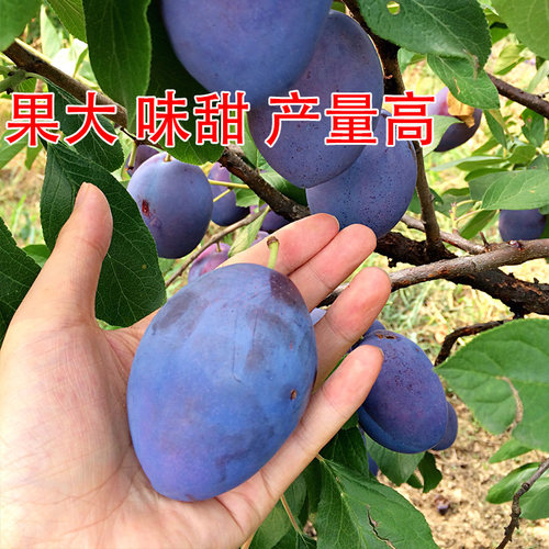 西梅树树苗特大蓝蜜法兰西带土南北方庭院阳台种植当年结果果树苗 - 图0