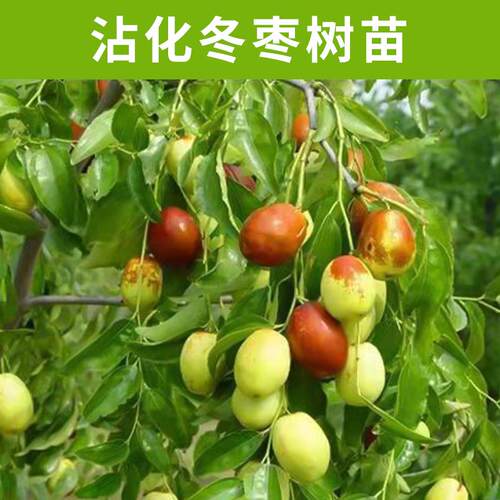 特大枣树活苗超甜当年结果带土球盆栽庭院地栽沾化冬枣南北方种植 - 图0