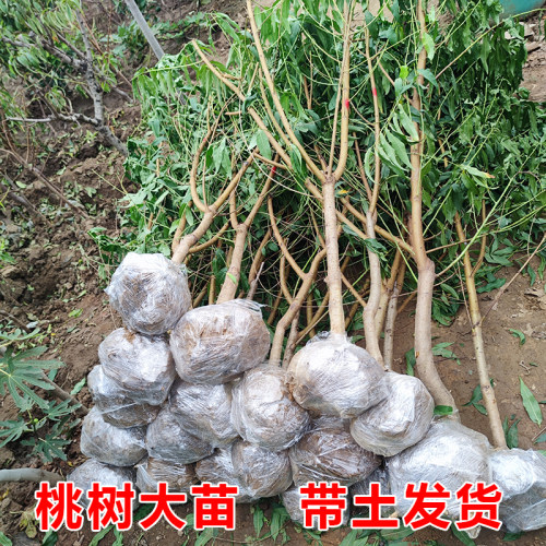大桃树果苗带土水蜜桃锦绣黄金桃嫁接苗南方北方种植蟠桃油桃幼苗 - 图0