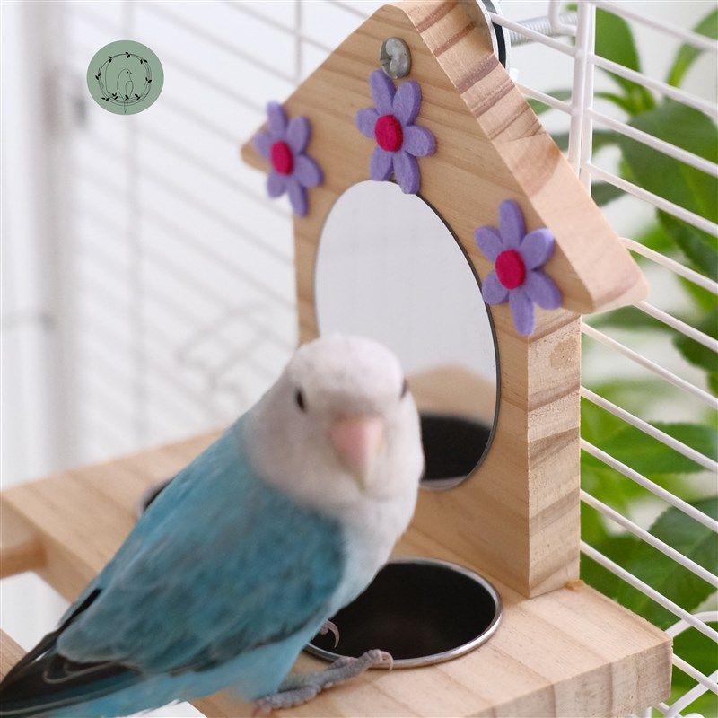 鹦鹉镜子食盒食盆防撒防溅鸟笼内挂牡丹玄凤虎皮专用站架解闷玩具,淘宝优惠券,粉丝福利购,淘宝优惠卷