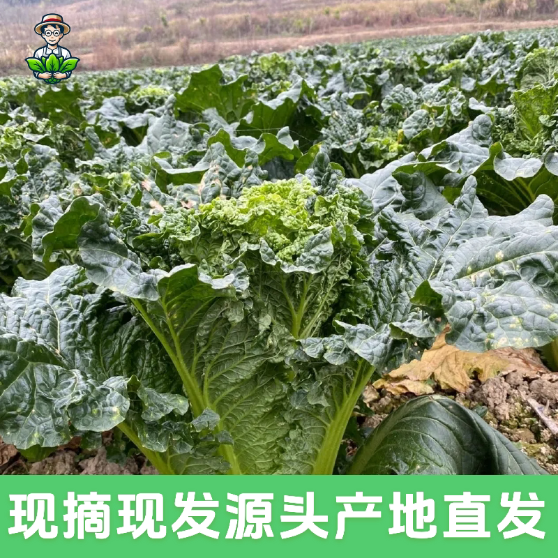 顺丰包邮 云南高山麻叶青白菜新鲜蔬菜天津绿绍菜高杆龙牙青口白